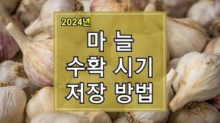 2024년 마늘 수확시기 및 수확방법, 저장방법 알아보기