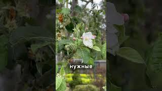 Обработка ваших садов