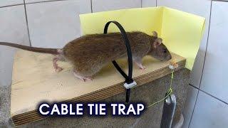 Cable Tie Rat/Mouse Trap