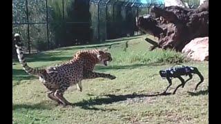 Cheetah vs  Robodog - Zoo  Robot Research testing world 1st   - Sydney Behind the scenes