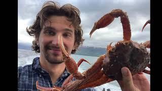 Tanner Crabs on Kodiak Island!