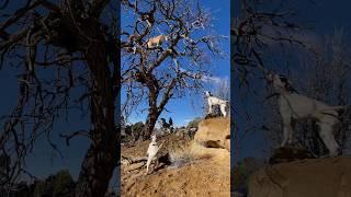 Hunter dogs and lion #animals #lion #dog