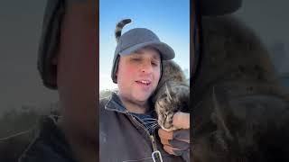 How to Train a Shoulder Cat #shorts