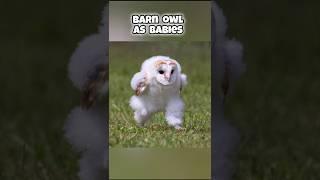 animals you haven't seen as babies #youtubeshorts #facts #shortsfeed #shortsvideo