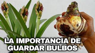 LA IMPORTANCIA DE GUARDAR LOS BULBOS Para HACER FLORECER AMARILIS o AZUCENAS (AMARYLLIS)