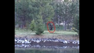 Oregon Bigfoot on Camera - Umatilla Sasquatch Video Investigation