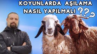 KOYUNLARDA AŞILAMA NASIL YAPILMALI ? | ZOOTEKNİ SAATİ