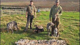 October Ferreting In the Pennines!