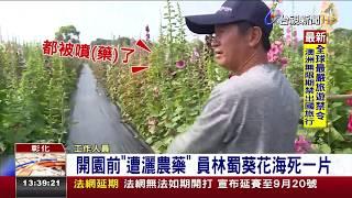 開園前「被灑農藥」 員林蜀葵花海枯一片