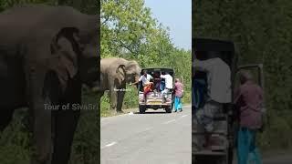 Don't stop the vehicle in front of an elephant #elephantattack #wildelephants #elephant