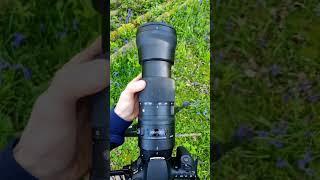 Photographing The Red Kites At The Nest