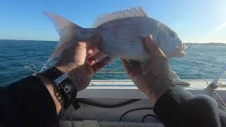 Two rocks snapper and dhuie fishing