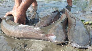 Best Unique Fishing   Search & Catfish In Secret Big  Hole   Big Catfish Catching Mud water Season