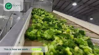 IQF Vegetables: IQF Broccoli Process - IQF Broccoli Freezing Line