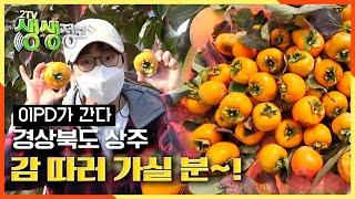 [2TV 생생정보] 감 파티에 초대받은 이PD의 운명은..? KBS 20201106 방송