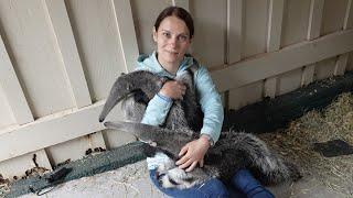 Being a ‘mom’ to baby anteaters: the most amazing experience of my life