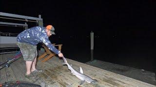 Can you Catch Sharks using Catfishing Gear?