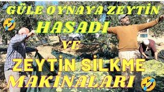 Zeytin Hasadı Nasıl Yapılır? Zeytin Silkme Makinaları.