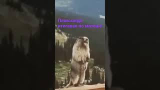 #бобр