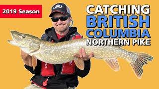 Rocky Mountain Northern Pike | Fish'n Canada