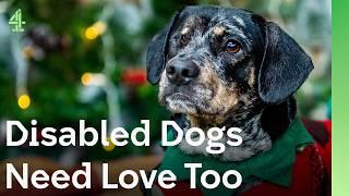 Disabled Dogs Need Love Too | The Dog House  | Compilation