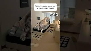 Для меня это жиза((( #котики #футажи #мем #cat #memes #кот #fyp