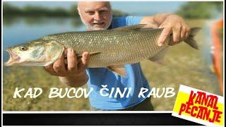 kad bucov čini raub - KANAL PECANJE - ribolov na bucova POPER VOBLER