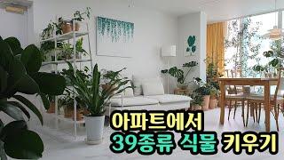 플랜테리어 아파트 실내식물 39종류 키우기. 식물이름 찾는 방법 소개