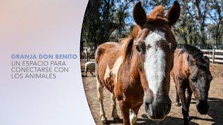 Conocemos la Granja Don Benito, un lugar ideal para chicos y grandes