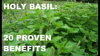 HOLY BASIL (Tulsi) - 20 Proven Benefits