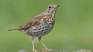 Suara Burung Song Thrush