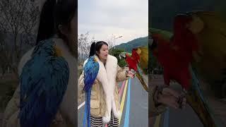 Blue gold macaw / world largest parrot #parrots #rawtalkingparrot #macaw #macaws