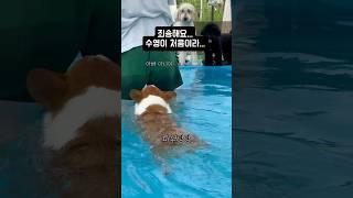 많이 놀라셨죠....? 저도 놀랐어요......#웰시코기 #분리불안 #강아지수영