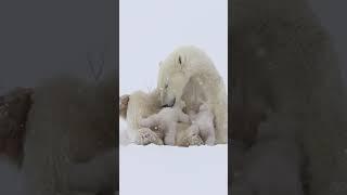 Amazing Polar Bear Nurses Cubs!