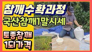 국산참깨1되가격 토종참깨1말시세 참깨수확 과정