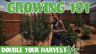 LH Growing 101 Ep.1 DOUBLE YOUR HARVEST