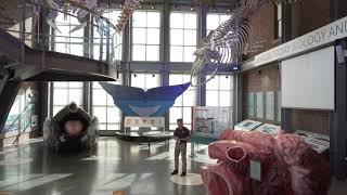 Introduction to the New Bedford Whaling Museum