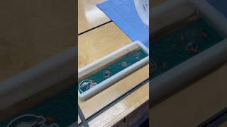 Crystal-clear epoxy pour over Philadelphia Eagles collectibles—watch that deep shine!