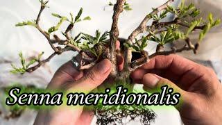 세나 분갈이 뿌리정리 가지치기 방법 / SENNA MERIDIONALIS ROOTS CUTTING REPOTTING / CAUDEX PLANT