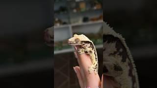 #biobox #floraldesign #exotic #reptiles #flora #terrarium #relax