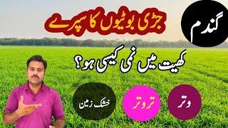 Wheat herbicide spray and its precautions regarding soil moisture level | Abid Ali Agrarian