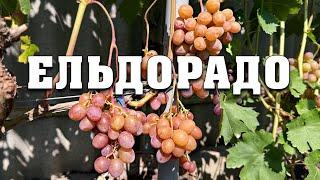 Ельдорадо - одне з відкриттів 2024 року. Морозостійка та мускатна форма селекції Кашича