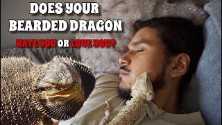 5 Signs Your Bearded Dragon Is Happy And Loves You! ** WATCH THIS BEFORE GETTING A BEARDED DRAGON**