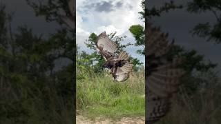 Hawk eagle hunting