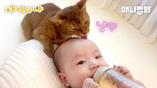 최연소 아기 집사를 위한 고양이 행동ㅣHow Cat Behaves For The Youngest Cat Butler