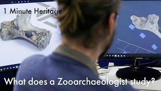 What does a zooarchaeologist study? - 1 Minute Heritage