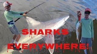 Sharks in Ochlockonee bay!  #shark #blackdrum #florida