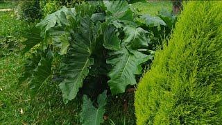 Depois da CHUVA essas PLANTAS ficam LINDAS| Admirando a natureza