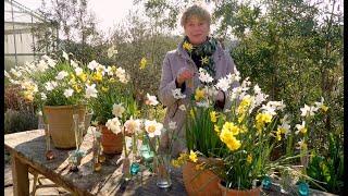 Sarah's Favourite Narcissi Varieties