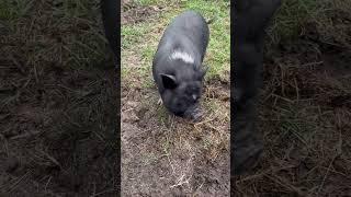 Daisy Mae fussing at my wife, because she’s wanting her snack of corn! #potbellypigs